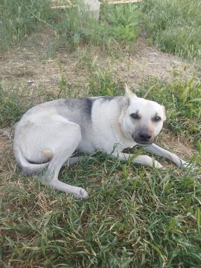 A light-colored dog with gray markings on its back and head lies on dry grass and weeds outdoors. The dog is looking directly at the camera. The background consists of tall grass and some dry vegetation. The scene appears to be in an unkempt outdoor area.