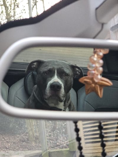 In Schifflange, Luxembourg, a grey American Staffordshire Terrier type dog is depicted seated in the rear passenger compartment of a vehicle, viewed through its rearview mirror. The dog features a white muzzle, chest, and forehead stripe, possessing dark eyes, and is oriented to face forward. A decorative item, consisting of translucent beads culminating in a bronze starfish charm, hangs to the right within the mirror's reflection. The silver frame of the rearview mirror and a portion of the vehicle's light-colored headliner are visible in the foreground. The reflected background outside the vehicle shows bare trees, ground debris, and a partially obscured structure with horizontal elements in the lower right.