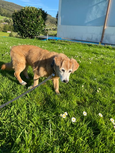 A medium-sized, light-brown dog is sitting on a lawn with white daisies scattered throughout. The dog has a white muzzle and a black collar. A black leash is attached to the collar. To the left of the dog is a building with light blue panels. Beyond the dog and building is a green shrub and a view of rolling hills. The photo was taken outside in Villaviciosa, Spain on a sunny day.