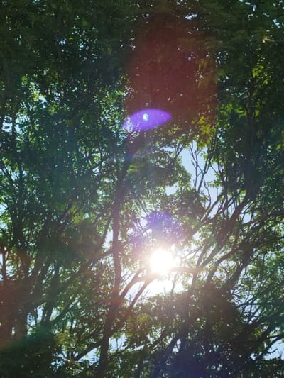 The image is a medium shot, captured from below, looking up through the canopy of a dense tree. The sun is the primary subject, shining brightly and creating lens flare that distorts the image with streaks of light and purple hues. The light filters through the green leaves, some of which are backlit, appearing almost translucent. The branches of the tree are dark and intricate, creating a silhouette against the sky. The sky is a clear blue, visible in the gaps between the leaves. The overall impression is one of a sunny day, with the sun's rays peeking through the foliage. There is no visible text or people in the image. The scene is natural and serene, suggesting an outdoor setting, possibly a park or a garden in Bucharest, Romania. The time of day is clearly daytime, given the bright sunlight and clear sky. The weather appears to be fair and sunny. The emotions evoked are likely peacefulness and warmth, due to the natural beauty and the inviting sunlight.