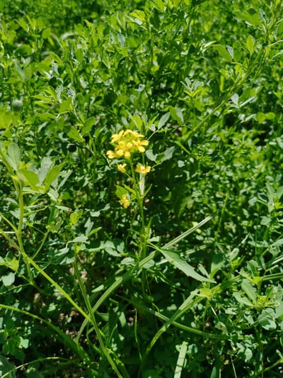 A close-up, vertical, eye-level shot showcases a cluster of small yellow flowers blooming amidst lush green foliage. The flowers are delicate, with multiple petals, and are arranged on thin green stems. The surrounding leaves are varied in shape and size, creating a dense, natural backdrop. The lighting suggests it is daytime, with shadows indicating sunlight filtering through the leaves. The scene appears to be in an outdoor, natural setting, possibly a field or garden, located in Karabair, Uzbekistan.