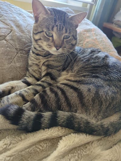 A tabby cat is resting on a textured blanket, with its body curled and tail wrapped around its hindquarters. The cat has distinct black stripes on a grayish-brown coat and green eyes. It is positioned on a light-colored, fluffy blanket, and behind it is a larger, patterned cushion or throw. The background is out of focus but suggests an indoor setting with natural light coming from a window. There are no people or other animals present. The image does not contain any information that allows for its location to be identified as Boryspil, Ukraine.
