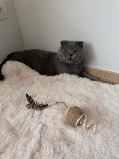 A grey Scottish Fold cat with yellow eyes is lying on a fluffy, light-colored rug in a corner of a room. The cat is looking directly at the camera. In front of the cat, on the rug, is a cat toy consisting of a small ball of twine with a feather attached. The room appears to be a domestic interior, likely a home. The scene is brightly lit, suggesting natural or artificial indoor lighting. The specific location in Turnhout, Belgium, cannot be determined from the image alone.