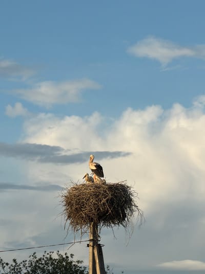 This media file displays a low-angle shot of a stork's nest perched atop a utility pole. The nest, a large, untidy construction of twigs and branches, is occupied by three storks. One stork is prominent in the foreground, facing left and appearing to preen or survey its surroundings. Behind it, two other storks are partially visible within the nest.
The scene is set against a backdrop of a bright, partly cloudy sky. The clouds are a mix of wispy white formations and larger, softer grey masses, suggesting either early morning or late afternoon light, possibly with fair weather. The sky takes up the majority of the frame, with the nest and pole positioned to the right. A tree with dark green foliage is visible on the far right edge of the image, partially obscuring the pole and nest.
The orientation of the image is vertical, with the nest and pole appearing as if they are upright when rotated clockwise. There is no visible text in the media file. The overall impression is one of nature and wildlife, with the storks appearing calm and settled in their nesting site. The lighting suggests a pleasant, possibly warm, day. The location context is Otyakovo, Russia.