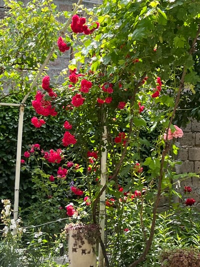 The image depicts a vibrant garden scene in Vagharshapat, Armenia. The foreground is dominated by a profusion of red roses, with some clusters of pink flowers also visible. Green foliage, including ivy and vine leaves, provides a lush backdrop. A white metal support structure is present on the left side of the frame. In the background, a stone wall made of light-colored bricks is visible. Sunlight filters through the leaves, creating dappled light and shadow throughout the scene. There are no people or animals in the image. The setting appears to be an outdoor garden or yard.