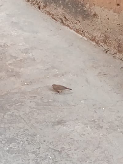 A small, brown passerine bird stands on a light gray concrete surface in Gama, Nigeria. The bird is oriented towards the left side of the frame with its head slightly lowered, appearing to forage or rest. Scattered white particles are visible on the concrete. To the right and top, a weathered wall with exposed reddish-brown and dark gray sections presents a rough, eroded texture at the interface with the concrete.