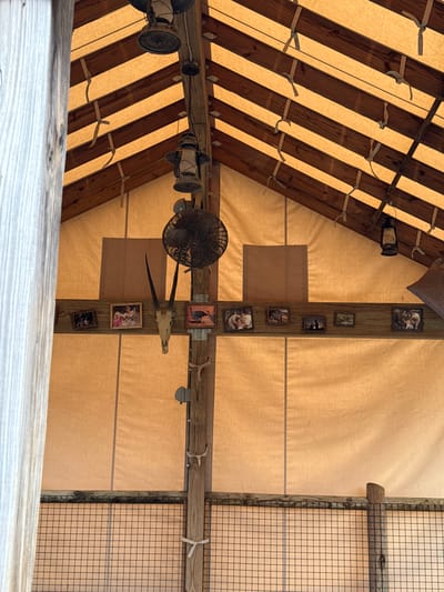 A low-angle shot shows the interior of what appears to be a themed restaurant or entertainment venue in Powell, United States of America. The structure features a canvas roof supported by a wooden frame, with alternating light and dark wooden beams. Decorative kerosene lamps are attached to the beams on the left. A vertical wooden beam is centrally positioned and adorned with small framed pictures and an animal skull with horns. A dark-colored electric fan is mounted near the vertical beam. The right side of the frame includes a section with a wire mesh grid. The color scheme is predominantly tan and brown, creating a rustic atmosphere.