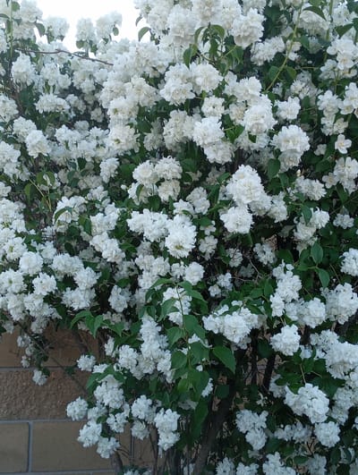 In the city of Палыкавіцкі сельскі Савет, Belarus, a close-up, eye-level shot captures a dense bush overflowing with white, double-petaled flowers. The blooms are clustered together, creating a mass of white against dark green foliage. A rough, beige brick wall is visible in the lower left corner, suggesting an outdoor urban or suburban setting. The lighting appears to be natural, possibly overcast or diffused sunlight, as there are no harsh shadows. The image is framed to emphasize the abundance and texture of the flowers.