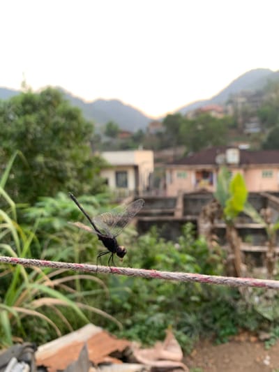 A black dragonfly with transparent, veined wings is the central subject, resting on a light-colored, braided rope. The dragonfly's body is entirely dark, and it is positioned facing slightly left on the rope, which runs vertically through the right side of the frame. The rope shows faint pinkish markings along its length.

The background is softly blurred, placing emphasis on the dragonfly. Behind the immediate foreground of the rope and some indistinct green foliage, a sprawling, hilly landscape is visible. Numerous residential buildings, appearing as multi-story structures with varying rooflines and colors, are nestled among abundant green trees and vegetation on the slopes. The distant hills are hazy, and the sky on the far left is bright white, suggesting strong daylight, possibly early morning or late afternoon. The scene portrays an urbanized area integrated into a natural, elevated terrain, consistent with the hilly geography of Freetown, Sierra Leone. No specific activities are depicted other than the dragonfly resting. No text is visible in the image.