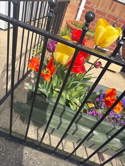 This is an eye-level, outdoor shot of a garden setting, likely in Gorleston-on-Sea, United Kingdom, showcasing a flower box filled with vibrant tulips and other flowering plants, partially obscured by a black metal fence.
The flower box, constructed from green-painted wood, contains a variety of tulips in shades of yellow, red, and orange. Some purple flowering plants are also visible, adding color contrast. The tulips have prominent green leaves.
The black metal fence is in the foreground, its vertical bars partially obscuring the flowers. The bars create a linear pattern of shadow and light across the scene. The fence has decorative ball-shaped finials at the top.
Behind the flowers, a brick wall and a white pipe are visible, suggesting a building or house. The ground is paved with what appears to be light-colored stone or concrete slabs. A plant pot with green plants is also visible in the background.
The lighting appears to be bright, creating shadows from the fence and casting a sunny atmosphere. The scene appears to be taken during the day.