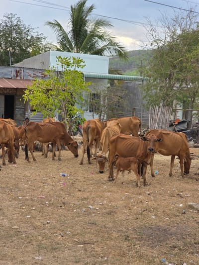 A herd of brown cows stands in a dry, grassy field littered with trash in Hàm Thuận Bắc, Vietnam. Behind the cows are buildings, including one with a corrugated metal roof and a light blue upper story. A palm tree and other trees are visible in the background.