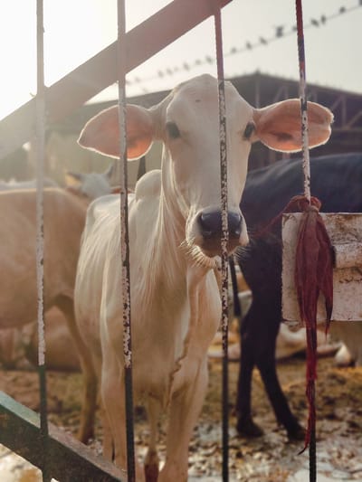A close-up shot captures a light-colored cow standing behind a metal fence. The cow's head is facing the camera, and its ears are perked up. Behind the cow, other cows are visible, some of which are darker in color. The environment appears to be an outdoor enclosure, possibly a cattle market or farm, with a blurred background that suggests buildings and utility lines overhead. A piece of red cloth is tied to the fence in the foreground. The image was taken in Gurgaon, India, at golden hour, with the sun casting a warm glow on the scene. The overall impression is one of a typical rural or semi-rural setting within the city.