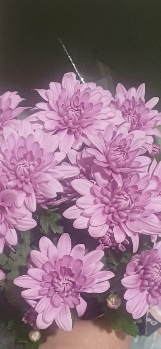 A close-up, vertical-format photograph captures a dense arrangement of numerous light purple or pink chrysanthemum flowers. The flowers are in various stages of bloom, with multiple fully opened heads featuring densely packed petals, and several smaller, unopened buds visible among the lower foliage. Dark green leaves are interspersed throughout the floral cluster. The background is uniformly dark and highly out of focus, suggesting an indoor environment or low-light conditions. In the upper central portion of the background, a distinct, diagonal streak of white light is visible, accompanied by a broader, diffuse area of light to its right. A segment of a human forearm or hand, exhibiting a light skin tone, is partially visible at the bottom right of the frame, positioned beneath the flowers. No architectural or environmental features are present to visually confirm the location in Rakevo, Bulgaria; this information is provided externally. No other people, actions, or specific interactions are depicted.