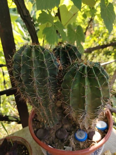 In Tavaksay, Uzbekistan, a close-up, eye-level shot captures a potted cactus with multiple ribbed stalks densely covered in sharp, light-brown spines. The cactus is housed in a reddish-brown terracotta pot filled with soil. Scattered on the surface of the soil are several bottle caps, some blue and white, others dark brown or white. The background is blurred, showing green foliage and a dark, vertical structure, possibly a railing or fence. The lighting suggests an outdoor setting with sunlight filtering through the leaves, creating a bright, dappled effect. The image focuses on the texture and form of the cactus and its immediate surroundings.
