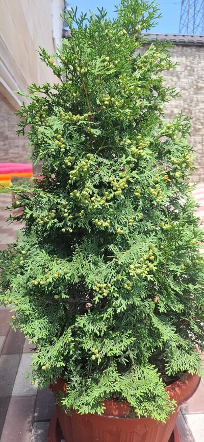 A vertical, medium shot captures a potted evergreen tree in the city of Sayukovo, Russia. The tree is full of small, green seed cones, which are clustered along its branches. The tree is situated in a brown plastic pot on a brick-patterned walkway. In the background, a light-colored wall with a darker brick accent is visible, along with a clear blue sky.
