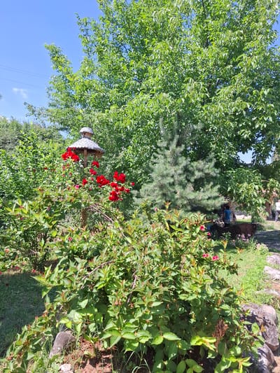 The image depicts a lush garden scene in the city of Lukovit, Bulgaria, under bright daylight. The foreground features dense green foliage from various bushes, some exhibiting small red blossoms or buds. Patches of green grass and exposed soil are visible, along with several dark rocks on the lower right. In the midground, a prominent wooden structure resembling a bird feeder or decorative post, topped with a gray shingled roof, stands centrally. Clusters of vibrant red flowers are present on branches around this structure. To its immediate right, a small, conical coniferous tree with green needles is visible. The background is dominated by the full, green canopies of large deciduous trees. A clear blue sky with a few faint white clouds is visible in the upper left, where utility lines are also present. On the right side of the background, a person wearing a blue shirt is partially visible, facing away from the viewer, near what appears to be stone walls or structures. Another individual is partially visible further to the right. Dark, low-lying decorative elements, possibly metal sculptures, are also discernible on the ground in this area.