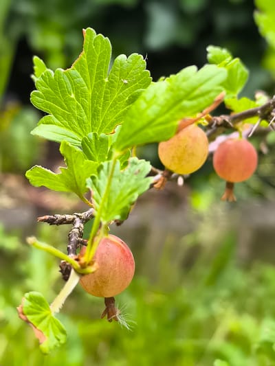 The image shows a close-up of a gooseberry bush branch with several unripe gooseberries and green leaves. The gooseberries are small and round, with a pinkish-orange hue, and some have dried remnants of their flowers attached. The leaves are vibrant green, with serrated edges and visible veins. The branch is thin and brown, with small thorns. The background is a blur of green foliage and possibly some out-of-focus garden elements. The image does not contain any specific information or visual cues that would allow for identification of its location within the city of Alkmaar, Netherlands.