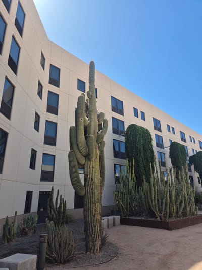 The image captures a unique perspective of a cityscape, likely in Maricopa, United States, given the presence of desert flora. A large, multi-armed saguaro cactus dominates the foreground, contrasting sharply with the modern architecture of a tall building in the background. The building features a grid of square windows, their dark panes reflecting the clear blue sky above. The cacti and bushes are along the base of the building.