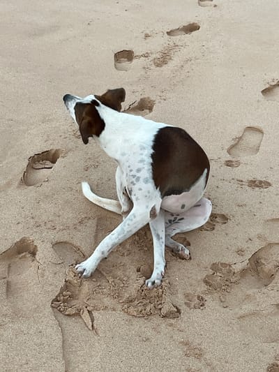 A medium-sized dog with white and brown patches is on a sandy beach in Habaraduwa, Sri Lanka. The dog is facing away from the camera, with its head turned to the left, looking upwards. It is in a crouching position, with its hind legs tucked underneath its body and its front paws extended forward, one of which is partially embedded in the sand. The sand is light brown and appears to be wet in places, with several footprints visible. The dog's tail is curled over its back. The overall scene suggests a moment of rest or play on the beach.