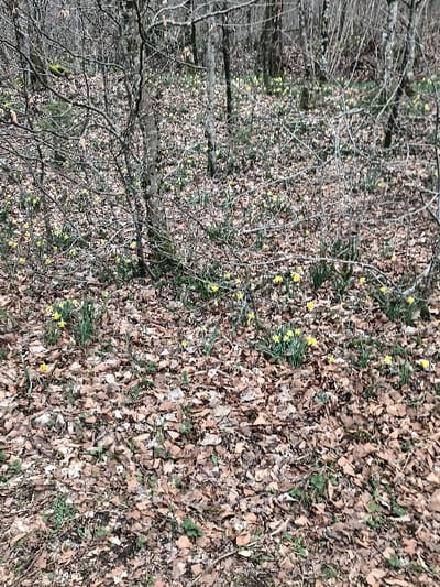 The scene is a wooded area in Étalle, Belgium. The ground is predominantly covered by a dense layer of brown, fallen deciduous leaves. Numerous clusters of yellow daffodils are visible, interspersed throughout the leaf litter, with green shoots extending from the ground. Bare deciduous trees, varying in trunk thickness, occupy the midground and background, their branches mostly devoid of foliage. Some trees exhibit moss or lichen growth on their bark. No individuals or man-made objects are present. The lighting suggests an overcast outdoor environment.