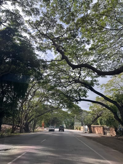 The image depicts a road lined with large, mature trees that form a canopy overhead. The trees are dense with green foliage, creating a shaded avenue. Two vehicles, a silver sedan and a dark SUV, are visible driving on the road. The road surface appears to be asphalt, with white lane markings. On the right side of the road, there is a long, low building with a terracotta-colored facade and a large gate. On the left side, there are more trees and some construction materials. The sky is partly cloudy, with visible patches of blue. The overall scene suggests a rural or semi-urban setting. The location is identified as La Asuncion, Venezuela.