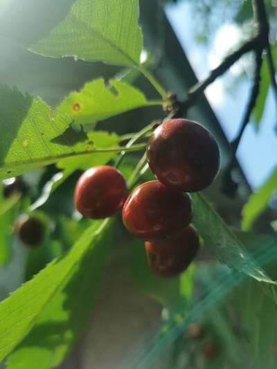 In Pociumbeni, Moldova, a close-up, low-angle shot captures several ripe cherries hanging from a branch. The cherries, varying in depth of field, are primarily a deep red with some highlights indicating a glossy surface. They are clustered together, with one prominent cluster of three cherries in the foreground, one slightly above and to the left, and another to the far left, appearing out of focus. Lush green leaves with visible veins surround the cherries, some showing slight imperfections like small holes or spots. A thin branch extends from the top right of the frame, with sunlight creating lens flare effects across the image, particularly in the upper left and lower right quadrants. The background is a softly blurred mix of green foliage and a bright blue sky, suggesting an outdoor, natural setting. The overall impression is one of a sun-drenched, natural harvest.