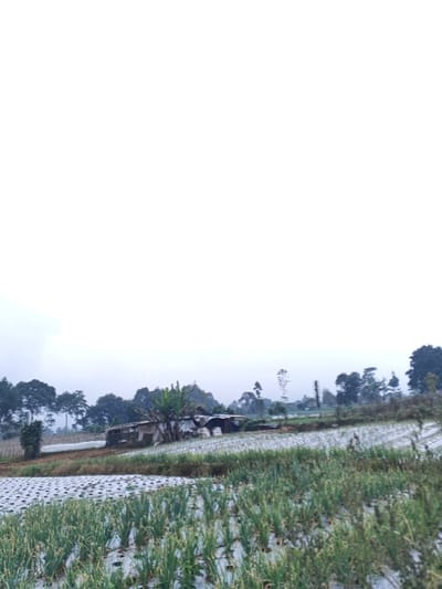 A rural landscape unfolds under a muted, overcast sky. The foreground features rows of crops, seemingly onions, cultivated on plastic-covered fields. Further back, a weathered structure, possibly a barn or farmhouse, is partially concealed by foliage. Trees dot the horizon, silhouetted against the pale sky, adding depth to the serene agricultural scene. A subtle powerline cuts through the distant trees.