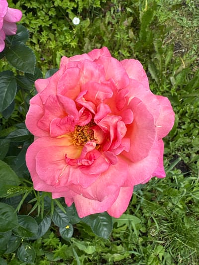 A top-down view shows a vibrant pink rose in full bloom. The rose is centered in the frame, with its delicate petals unfurling outwards. The petals display a gradient of color, shifting from a deep pink on the outer edges to a lighter, more peachy tone towards the center. The innermost part of the rose reveals its golden stamen, clustered together. Surrounding the rose is lush green foliage, with some leaves in focus and others softly blurred in the background. The environment suggests an outdoor setting, likely a garden, with hints of other plants and a small white flower visible in the upper left portion of the image. The scene appears still and peaceful, capturing the natural beauty of the rose. There is no indication of the specific location in Dubrovino, Russia.