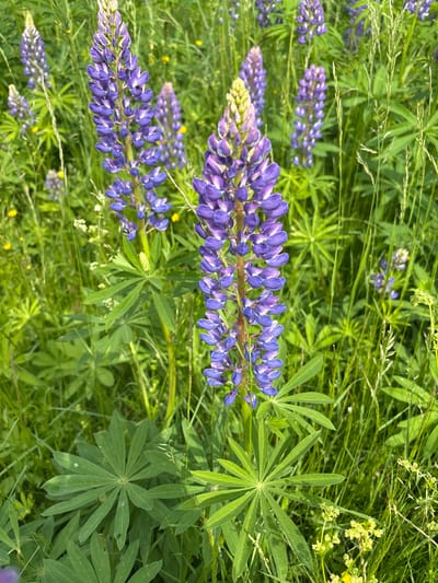 The image depicts a close-up view of a patch of lupine flowers in a natural, outdoor setting. The foreground is dominated by several tall, purple lupine flower spikes, with lush green leaves and stems. The background consists of more lupine flowers and other wild grasses and plants, creating a dense, verdant environment. The lighting suggests it is daytime, with sunlight illuminating the scene. The photograph appears to be taken at ground level, looking upwards slightly towards the flowers. There are no people or man-made structures visible in the image, and the overall impression is one of a wild meadow or roadside verge. The location is identified as the city of Курган, Russia, implying the image was taken within or near this geographic area.
