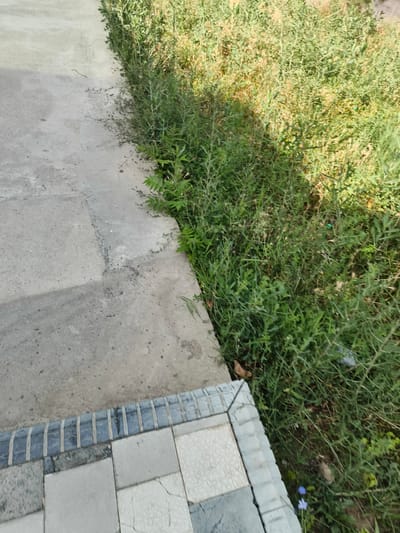 A low-angle, close-up shot captures a section of a concrete walkway bordered by dense green vegetation. The walkway, constructed from large, light grey rectangular pavers, transitions to a slightly darker, rougher concrete surface on the left side of the frame. Along the right edge of the walkway, a decorative border is visible, featuring a row of dark blue, rectangular tiles interspersed with lighter grey squares. The vegetation, a mix of tall grasses and leafy plants, grows densely along the edge of the walkway, with some patches of dry, yellowed grass visible amongst the green. The scene appears to be outdoors, likely in a public area such as a park or sidewalk in Chirchik, Uzbekistan. Two small blue flowers are visible near the bottom right corner of the frame, peeking through the foliage. The lighting suggests it is daytime, with shadows cast across the vegetation from an unseen light source. There are no people or animals present in the image.