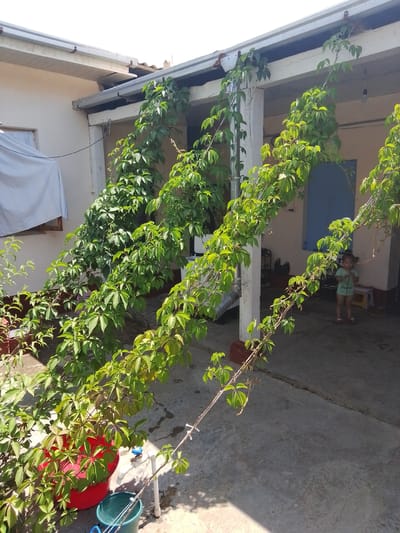 This is a photograph of an outdoor courtyard in Jizzakh, Uzbekistan, with a young girl standing near a blue door in the background. The courtyard is paved with concrete. A covered walkway with white columns is visible, with lush green vines climbing over it and extending down. In the foreground, there is a large red pot with more vines, a blue bucket, and a white water faucet with a blue handle. A white sheet is draped over something on the left side of the image. The sky is bright and clear, suggesting a sunny day.
