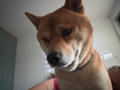 A low-angle, close-up shot captures a Shiba Inu dog's head and upper torso, with its face dominating the frame. The dog is positioned directly in front of the camera, looking down with its head tilted slightly to the left. Its fur is a warm ginger color, and its eyes are dark and reflective. A thin gray collar is visible around its neck. In the background, a pale gray wall with a subtle texture is visible, along with a portion of a light blue-green cabinet or door on the left side of the image. A small wicker basket is placed on a surface behind the dog's head. The upper right corner of the image shows a glimpse of a person's head and shoulder, with dark hair. The overall lighting is soft and even. The scene appears to be an indoor setting, possibly a home.