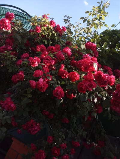 A low-angle medium shot captures a dense bush of vibrant red roses under a clear, light blue sky with a few wispy white clouds. The roses are in full bloom, with many flowers clustered together, their petals ranging from deep crimson to bright pink where the sunlight hits them. Lush green foliage provides a rich backdrop to the blossoms.
In the upper left corner, the textured, green, ridged roof of a building is visible, partially obscured by the rose bush and a dark green metal archway. The light suggests it is daytime, likely afternoon, given the angle of the sun casting shadows and highlighting the rose petals.
To the lower left, a portion of a brick wall, constructed with reddish-brown bricks, peeks out from behind the lower branches of the rose bush. The overall impression is one of a lush, overgrown garden or yard, potentially a residential setting. The scene evokes a feeling of natural beauty and abundance. No text is visible in the image.