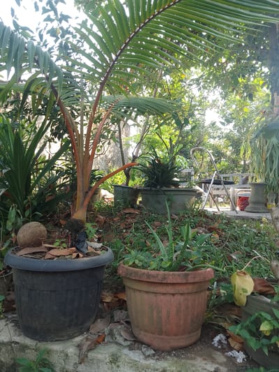 The image depicts an outdoor garden scene, likely in Jonggol, Indonesia, featuring a collection of potted plants and lush greenery. In the foreground, two large planters are prominent. The planter on the left is black and contains a coconut. The planter on the right is a reddish-brown terra cotta pot, holding an aloe vera plant.
Behind these, a young palm tree with reddish-orange trunk and green fronds stands out. Surrounding this are other plants, including what appears to be pandan leaves to the left and more generic green foliage. In the mid-ground, a gray concrete planter holds a spiky green plant. Further back, a folding metal chair with a black seat is positioned near some white outdoor furniture and a few other planters, one of which is a cylindrical, gray pot. The overall environment is dense with vegetation, suggesting a tropical or subtropical climate. The ground is covered in a mixture of soil, fallen leaves, and grass. Sunlight filters through the leaves of the trees, creating a dappled lighting effect. The scene conveys a sense of a well-maintained, yet somewhat wild, garden space.