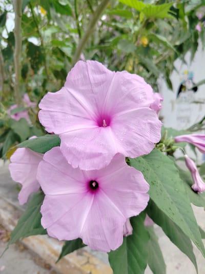 The image depicts two light pink morning glory flowers in bloom, with green leaves, likely in Playa del Carmen, Mexico. The petals have a subtle texture and a darker pink center. Water droplets are visible on the flower petals. The background includes more greenery and a glimpse of a concrete surface at the bottom of the frame.