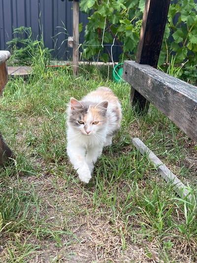 A calico cat with white, grey, and ginger patches is walking on a patch of grass in front of a dark grey corrugated metal fence. The cat is facing the camera with its head tilted slightly. Behind the cat, a wooden structure with a weathered grey beam extends from the right side of the frame. Green foliage, possibly a grapevine, is visible on the fence in the background. A green watering can is also present near the fence. The ground is covered in dry grass and dirt. The scene appears to be outdoors, in a rural or backyard setting in Sobishchytsi, Ukraine.