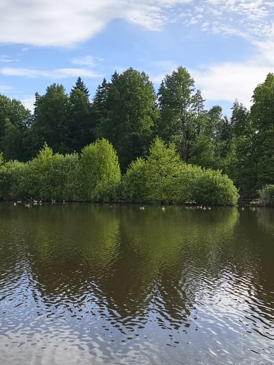 This is a landscape photograph of a lake in Linköping, Sweden. The water in the foreground is dark and reflective, with ripples indicating a gentle breeze. In the middle ground, a dense line of trees and bushes forms the shoreline, with vibrant green foliage. Several ducks are visible on the water near the shore, scattered individually and in small groups.
The background is dominated by a sky with scattered white clouds against a bright blue expanse. The treeline behind the bushes consists of a mix of deciduous and coniferous trees, creating a varied texture and color. The overall impression is one of a peaceful, natural setting. The time of day appears to be daytime, likely late morning or afternoon, given the brightness of the sky. The weather seems pleasant, with a clear sky and moderate cloud cover. There is no visible text in the image.