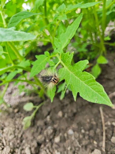 A close-up, eye-level shot shows a fuzzy, multi-colored caterpillar on a green leaf, surrounded by more green foliage and dark soil. The caterpillar, with its head and antennae visible, is positioned centrally on the leaf, which is slightly tilted. The background is blurred, with hints of other leaves and the ground. The scene appears to be outdoors in a garden or natural setting, and while no specific location in Okny, Ukraine, can be identified, the image depicts a common garden pest in such a region. There are no people present.