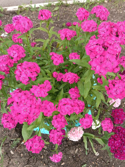 A cluster of vibrant pink dianthus flowers are in bloom in an outdoor setting. The flowers are densely packed and have ruffled petals with a light-colored center. Green leaves are interspersed among the blooms. The ground beneath the flowers appears to be soil with some gravel and sparse, dry grass. In the background, a paved surface is visible, suggesting an urban or suburban environment. The image is taken from a high-angle perspective, looking down on the flowers. The flowers are likely in the village of Tolbazy, Russia, given the surrounding context. There are no people or animals visible in the image.