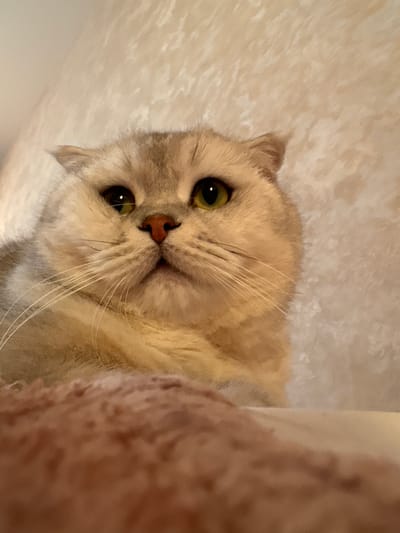 The image is a close-up, overhead shot of a light-colored cat with green eyes, lying on a textured, light-colored surface. The cat's head is tilted, with its face prominently featured in the center of the frame. Its fur appears soft and slightly fluffy, with a mix of light gray and cream tones. The cat's nose is a delicate pink, and its whiskers are long and white, fanning out from its muzzle. The background is a soft, blurred texture that suggests a comfortable, indoor setting. The lighting is warm and diffused, indicating it's likely daytime, possibly indoors with artificial light. The cat's expression is calm and perhaps a little curious, with its gaze directed towards the viewer. There is a portion of a fuzzy, reddish-brown object in the upper left corner of the image, which is out of focus and appears to be part of the cat's environment, possibly a toy or a piece of furniture. The overall mood of the image is peaceful and intimate.