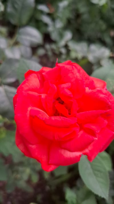 A close-up shot of a bright red rose in full bloom focuses on the textured petals, which are layered and folded. The background is softly blurred, showing hints of green foliage, suggesting the rose is outdoors in a garden setting. The scene does not contain any people or specific identifiable landmarks of Шұбарсу, Kazakhstan. The lighting appears to be natural daylight.