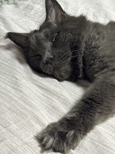 The image shows a close-up, upside-down view of a fluffy, dark gray cat lying on a light-colored, textured surface. The cat's head is on the left side of the frame, with its face tilted. One green eye is visible and appears partially open, while the other is obscured. The cat's fur is dense and appears soft. Its front right leg is extended towards the right side of the frame, with its paw resting on the textured surface. The surface itself has a woven pattern of thin, parallel lines in a slightly darker shade than the background. The lighting suggests an indoor setting, possibly with natural light. There is no visible text in the image. The overall mood conveyed by the image is one of relaxation and comfort, as the cat appears to be napping or resting. The context of Gölbaşı, Turkey, does not provide specific visual cues within the image itself.