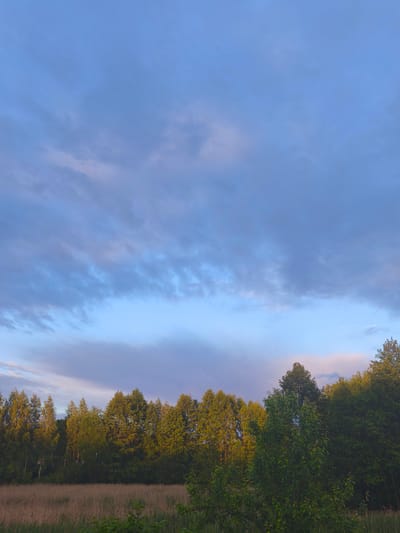The image shows a landscape scene with a dense line of trees in the middle ground, separating a field of dry grass in the foreground from a sky filled with clouds in the background. The trees are a mixture of deciduous species, with varying shades of green foliage, and some appear to be illuminated by sunlight. The sky is a pale blue with streaks of gray and pinkish hues, suggesting it might be early morning or late evening. The field in the foreground is covered with tall, dry, golden-brown grass. The scene is devoid of any people or man-made structures, indicating a natural or rural setting. The location is identified as Парэчча, Belarus.