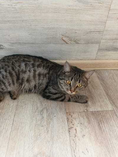 A tabby cat with grey and black stripes and yellow eyes is lying on a wooden floor. The cat is in the center of the image, with its body stretched out and its head turned towards the camera. The floor is light brown with a wood grain pattern. In the background, there is a wooden wall. The image appears to have been taken indoors, in a residential setting, possibly in the city of Novyy, Russia. There are no people visible in the image.