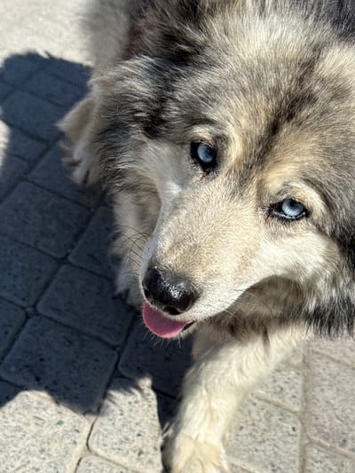 A close-up, high-angle shot focuses on the head and upper chest of a husky dog with striking blue eyes. The dog's fur is a mix of gray, white, and black. Its pink tongue is visible, sticking out slightly. The dog is positioned on a paved surface composed of rectangular, gray stone tiles, some of which are illuminated by sunlight, casting a shadow. The environment appears to be outdoors in a city setting.