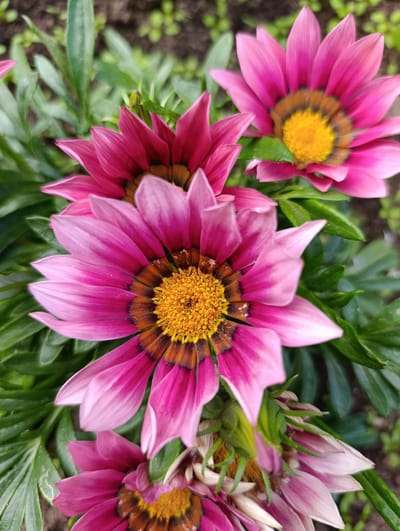 A close-up, top-down photograph captures a cluster of pink and yellow gazania flowers with green foliage in the background. The flowers are in various stages of bloom, with some fully open and others partially closed. The petals of the open flowers are a vibrant pink, transitioning to lighter shades towards the tips, and are arranged in a radial pattern around a bright yellow center. Dark brown markings are visible at the base of the petals, near the center of the flower. The green leaves are long and slender, some appearing smooth and others slightly fuzzy. The background is a blur of dark soil and smaller, out-of-focus green plants, suggesting an outdoor garden setting. There are no people or animals visible in the image. The lighting appears natural, likely from daylight, with soft shadows indicating the direction of the light source. The image is sharpest on the central and lower-central flowers, with the upper flowers and background being slightly out of focus. There is no indication of the specific location within Zipunovo, Russia, beyond it being an outdoor environment where gazania flowers would grow.