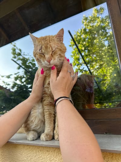 A person's hands are cradling a light orange cat with its eyes closed. The person has manicured nails with pink polish and is wearing a silver ring and two bracelets. The cat is sitting on a window sill. The reflection in the glass reveals trees, the sky, and other foliage, as well as a reflected image of the cat. The environment suggests an outdoor setting. The location is Lehchevo, Bulgaria.