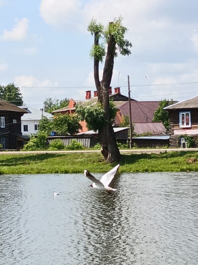 The image shows a body of water with two birds. One bird is in flight over the water, and another is on the water. The background consists of a grassy bank, a fence, and several buildings. There is a large tree with chopped branches in the middle ground. The sky is partly cloudy. This scene appears to be located in the city of Kuyeda, Russia, given the architectural style of the buildings and the overall rural setting.