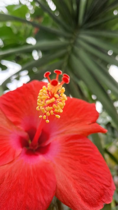 A close-up, vertical, eye-level shot captures the vibrant red stamen and pistil of a hibiscus flower. The stamen, topped with yellow pollen, rises centrally from the flower. The flower's red petals are prominent in the foreground, with soft-focus green foliage and bokeh lights in the background. The image appears to be taken outdoors, possibly in a garden or park setting, with natural lighting. There is no visible indication of the specific location within Lhokawe Teungoh, Indonesia.