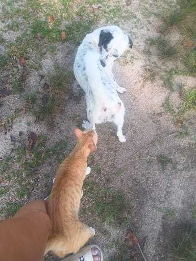 A tan-colored cat is being held by a person's hand in Baan Thong Nang, Thailand. The cat is near a white dog with black spots that is lying on the ground. The ground appears to be dirt and gravel with patches of grass.